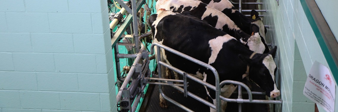 Stap voor stap krijgen dieren rechten | Hans
