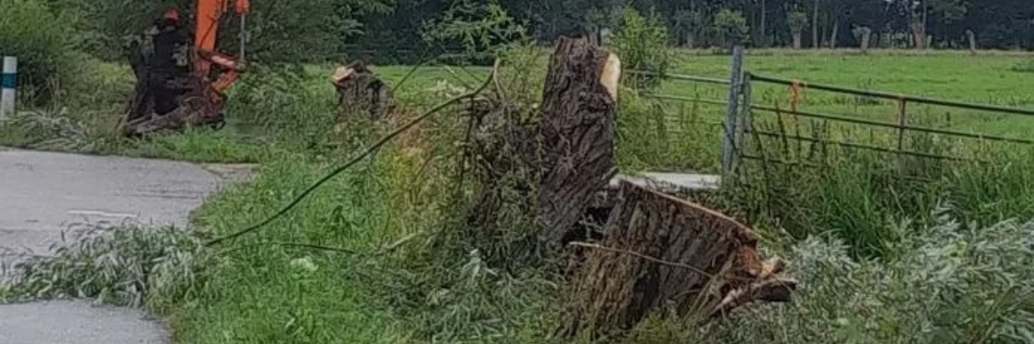 Steenrijke boer De Jong zaagt 100 oude knotwilgen om. | Hans