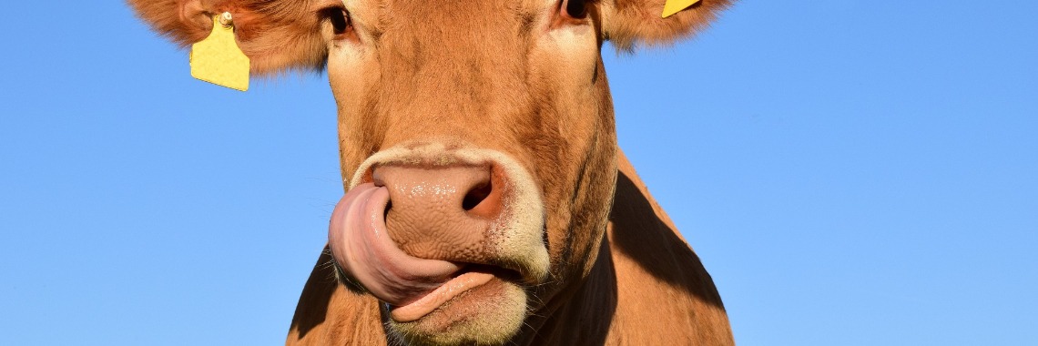 Uitgemolken, heeft een koe ook recht op pensioen? | Hans