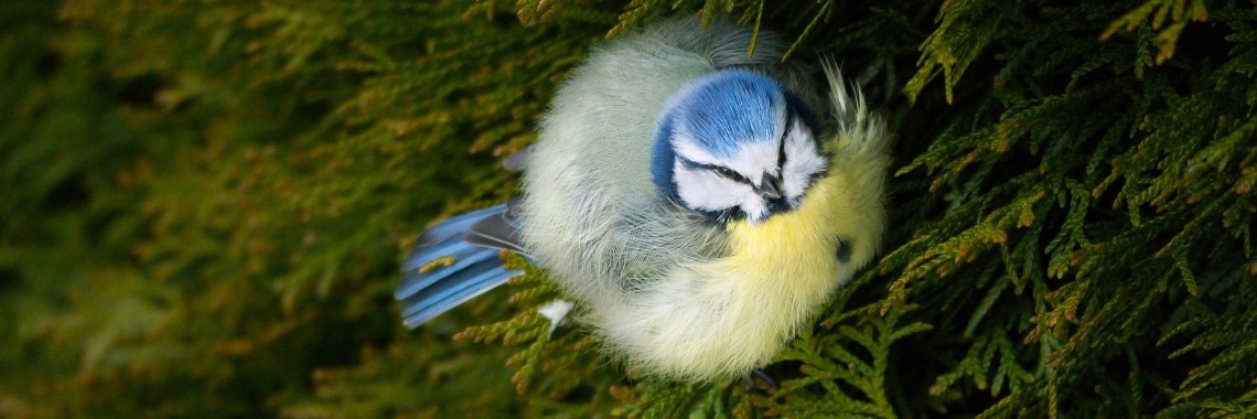 Vogeltje gevonden, wat nu | Hans