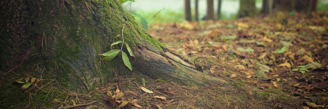 Vraag: Hebben bomen een ziel? | Hans