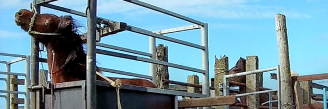 Vruchtbaarheid bevorderen bij varkens en koeien | Hans