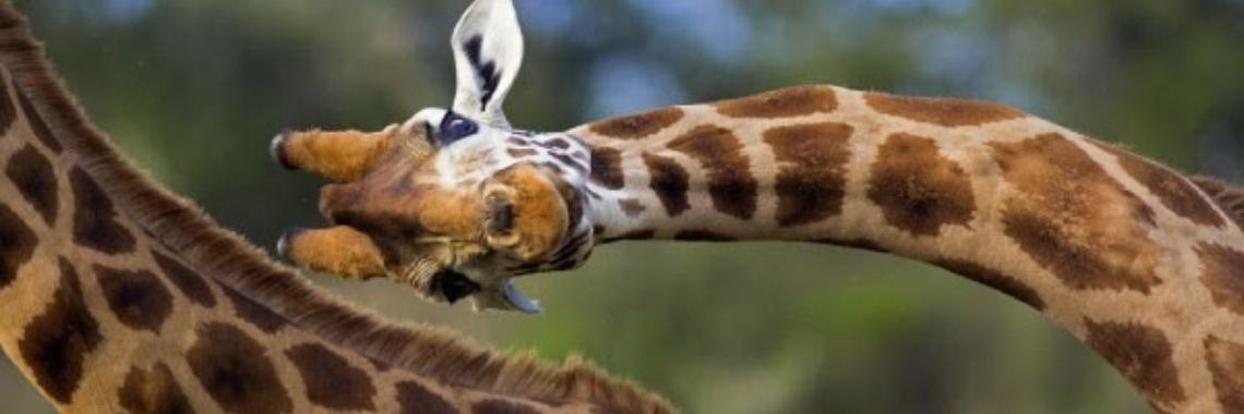 Waarom hebben de giraffen toch zo'n hele lang nek? | Hans