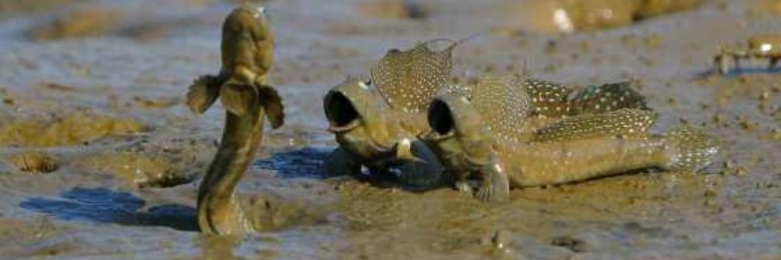 Wonderen der natuur: Mudskippers | Hans
