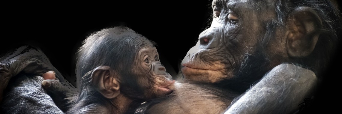 Geschiedenis van de domesticatie van dieren | Hans