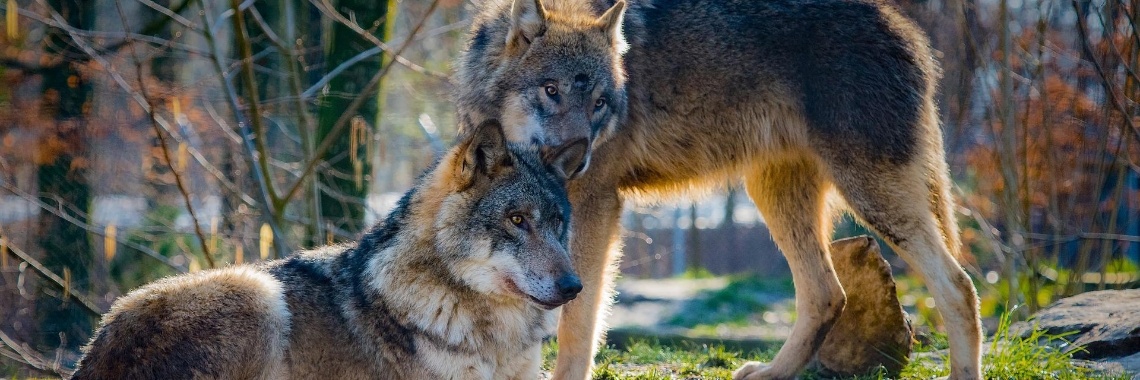 Terrible what wolves do | Hans