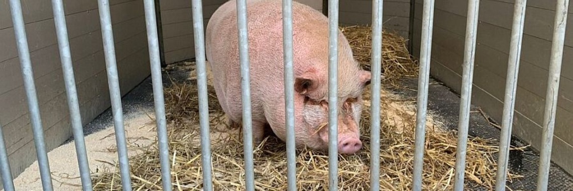 Keeping a hobby pig | Hans