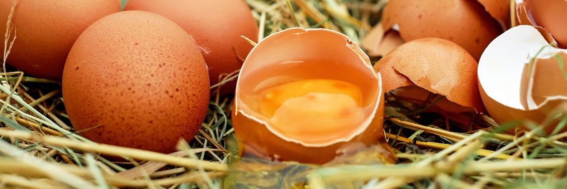 Kip of ei, wie was er het eerste? De witte of het bruine ei? | Hans