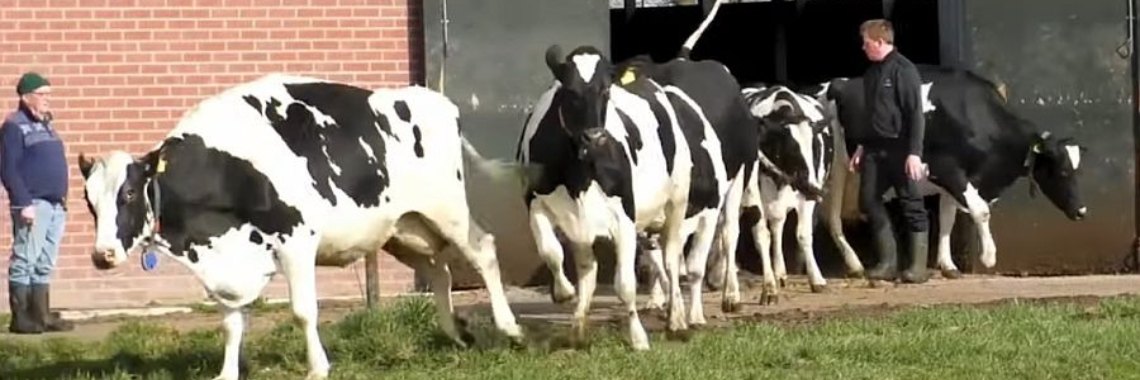 En nou is het afgelopen met: koeienromantiek. | Hans