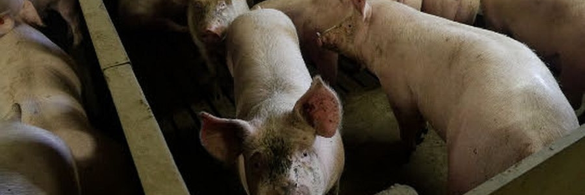 New animal law at risk | Hans