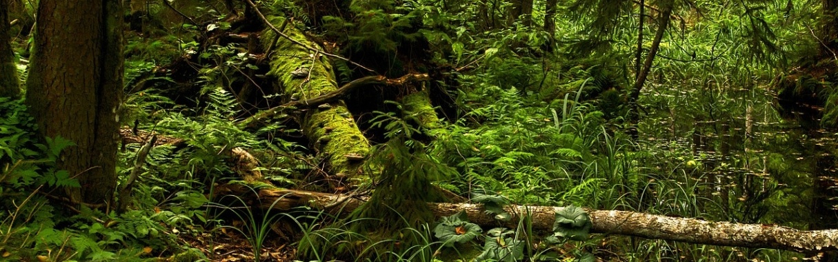 Het Amazonewoud wordt levend verslonden | Hans