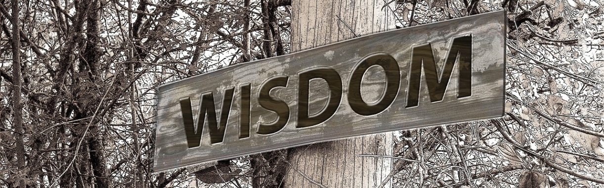 ‘Intelligentie is niet iets dat zich alleen ín een organisme afspeelt’ | Hans