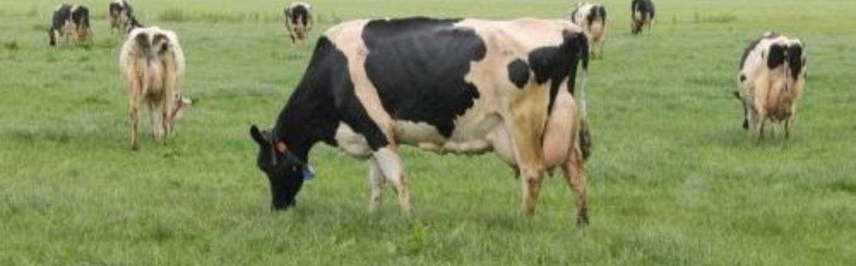 Let's face it: agriculture and livestock are extremely inefficient. | Hans