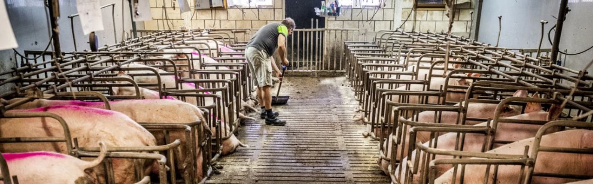  136.000 handtekeningen tegen kraamkooien | Hans