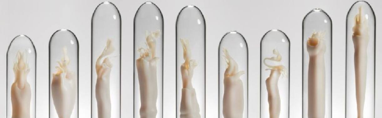 Phallus does the penis really make the man?  | Hans