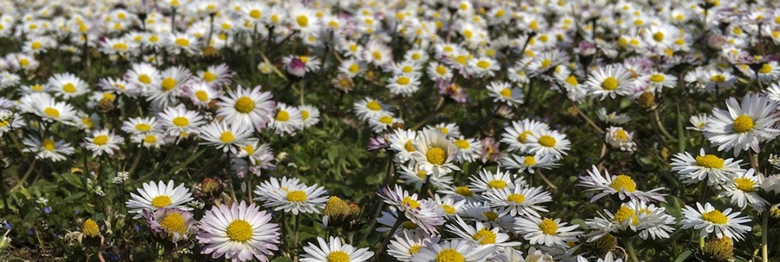 Winnaar: Madeliefje is onze Nationale Bloem | Hans