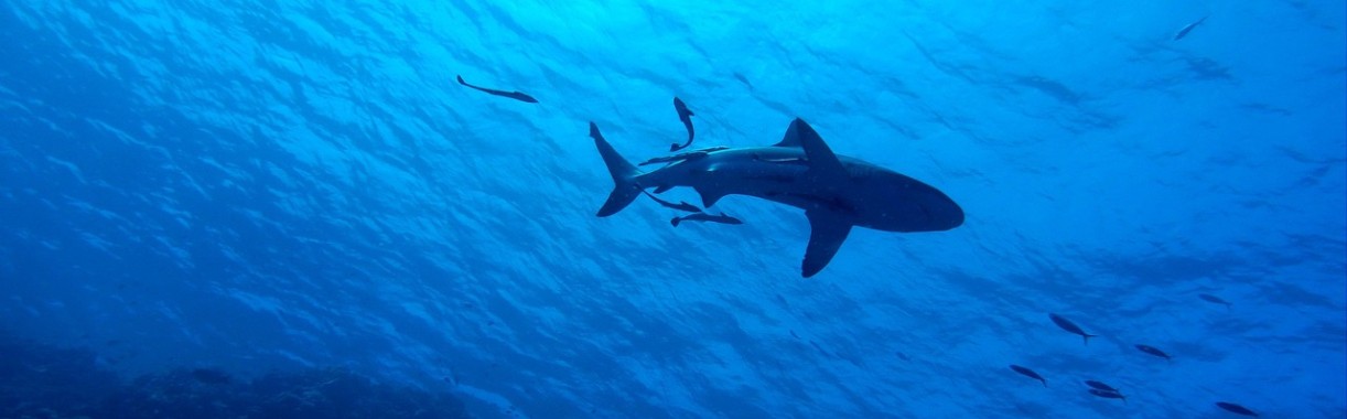  Meedogenloze visserij op haaienvinnen | Hans