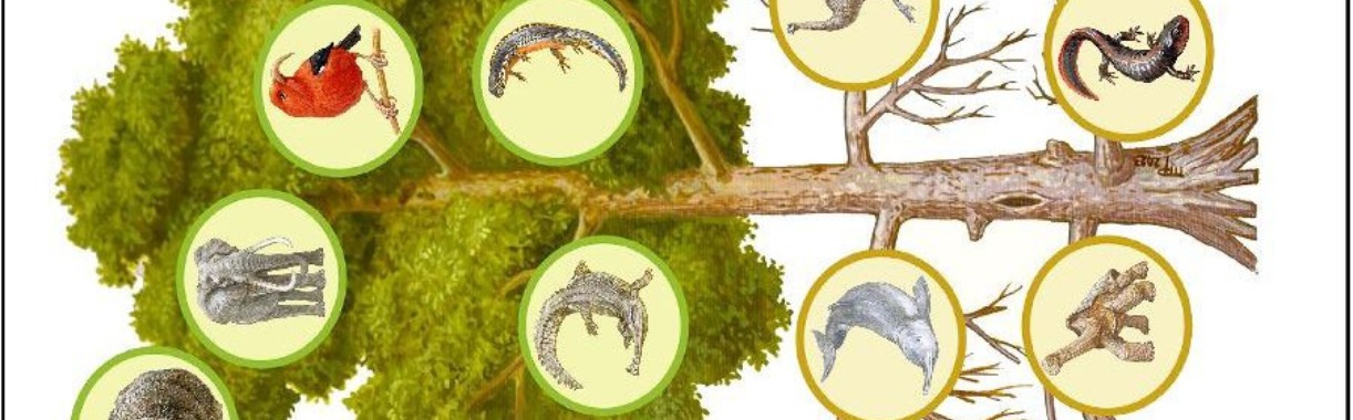 Boom des levens wordt verminkt’ | Hans