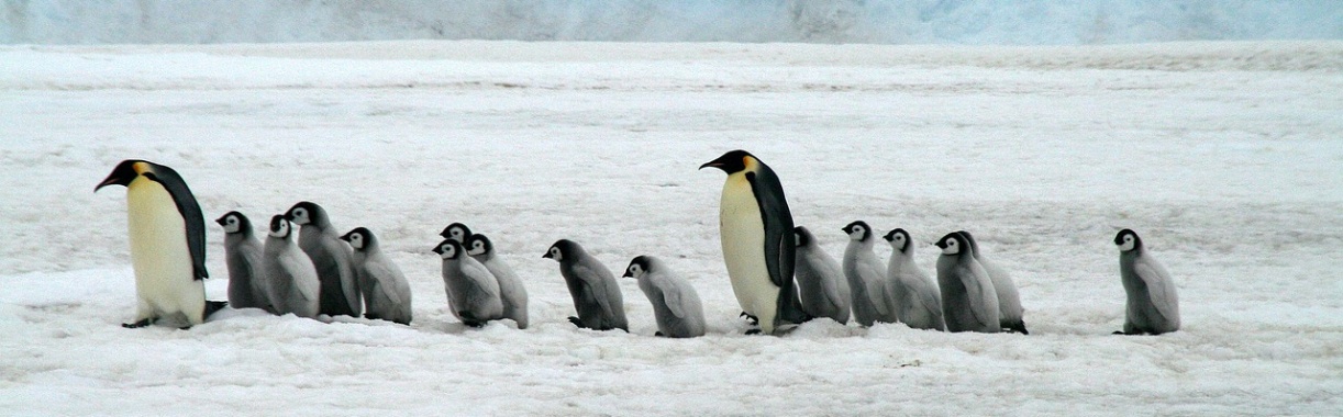 Hun vlees, hun eieren, hun poep, hun leven – alles van de pinguïns wordt geroofd | Hans