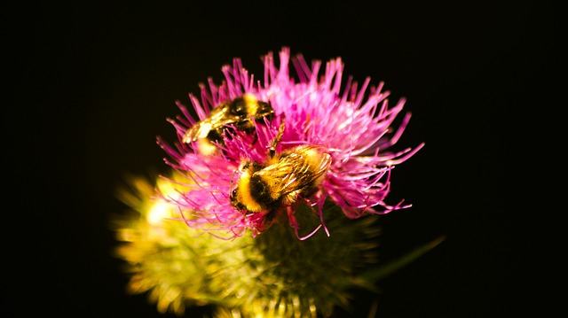 Tuinen in landbouwgebieden redden bijen en hommels van de hongerdood | Hans