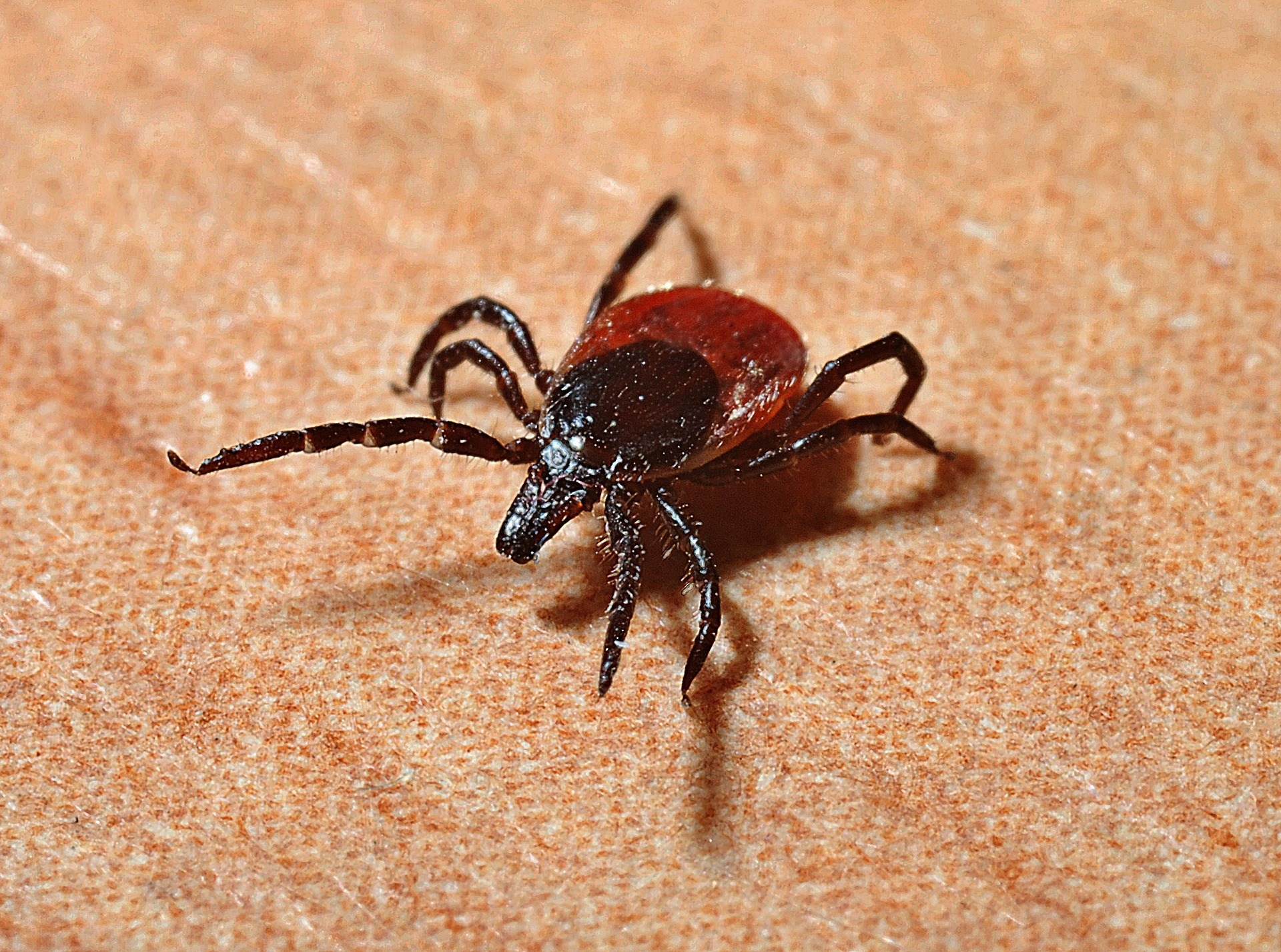 Wat Zijn De Symptomen Van De Ziekte Van Lyme?