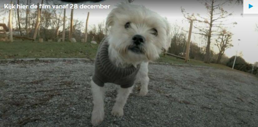 Hoe dieren vuurwerk beleven op oudejaarsavond | Hans