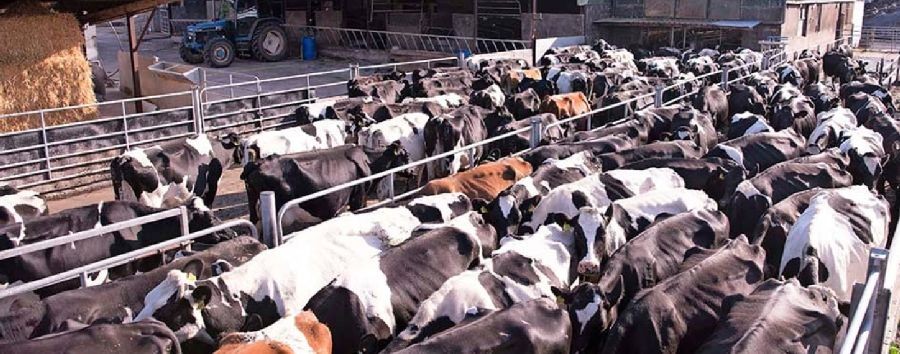 Vliegtuigen vol kalveren, elke dag opnieuw? | Hans