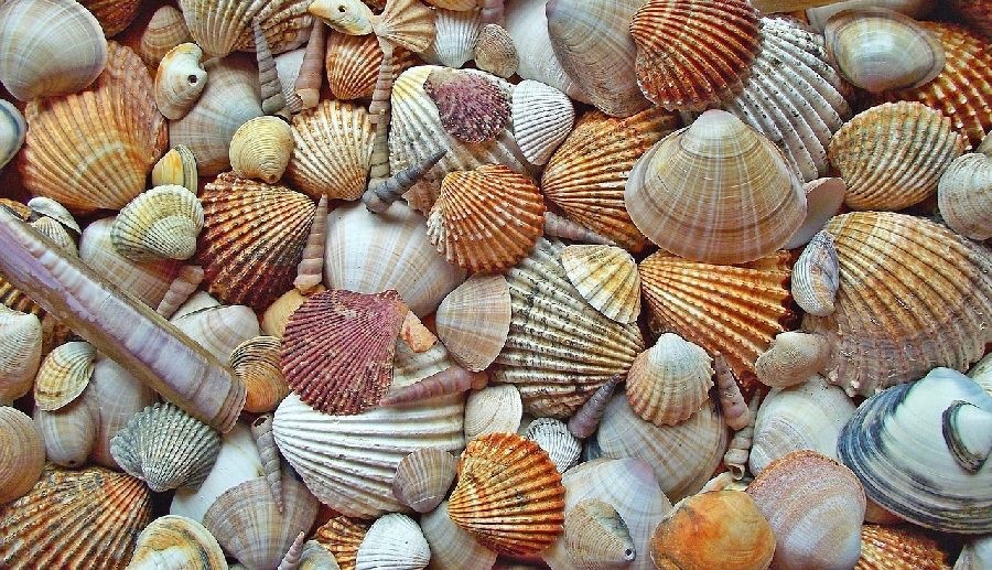 De schelpendag zaterdag 24 maart | Hans
