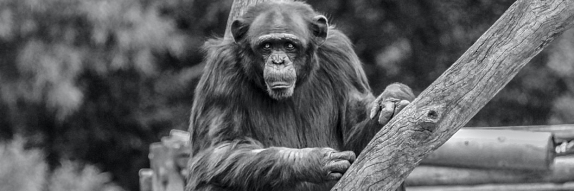 Chimpansee dood na gevecht met soortgenoten | Hans