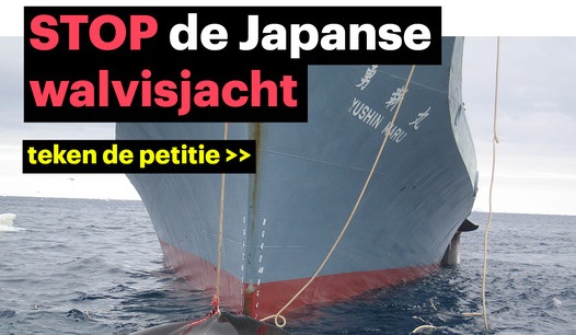 Stop de walvisjacht | Hans