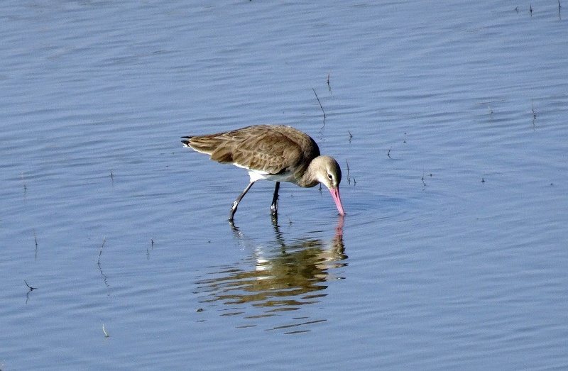 De grutto maakt een indrukwekkende reis | Hans