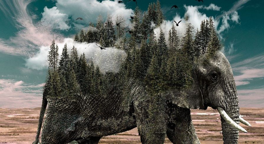 Waarom ik op kom voor de rechten van dieren , natuur, biodiversiteit en milieu | Hans