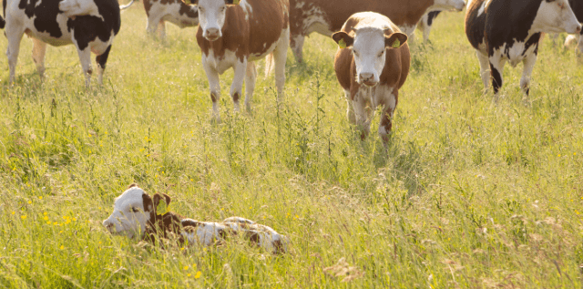 Vlees en zuivel horen bij elkaar, net als koe en kalf! | Hans