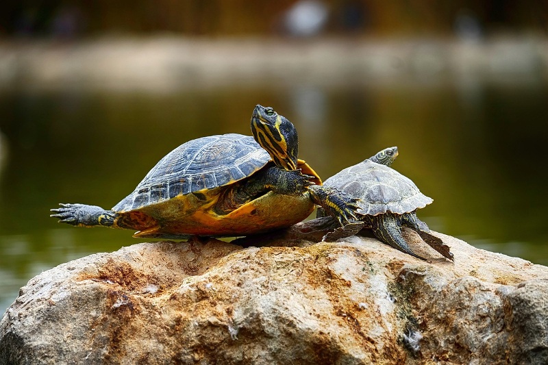 De schildpaddenopvang. | Hans