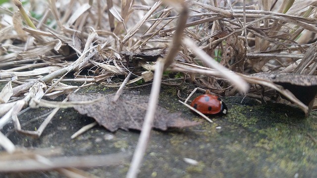 Elon Musk, Trump en 'het einde van woke | Hans