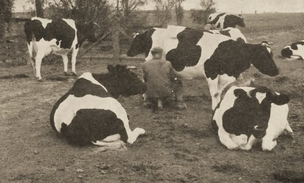 Ons cultureel erfgoed? | Hans