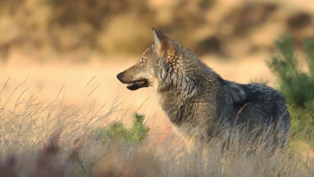Meer dan 99% dode schapen niet veroorzaakt door wolven | Hans