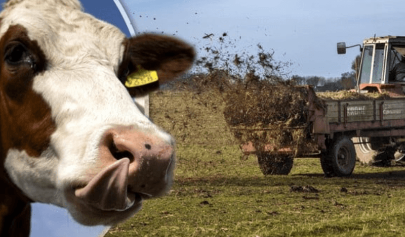 Daar gaan we weer. Bakken met geld in de mest verdwenen | Hans