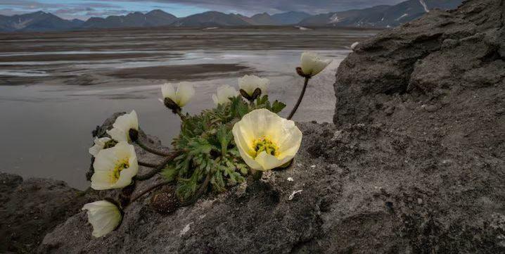 De meest noordelijkste en zuidelijkste bloemen ter wereld | Hans