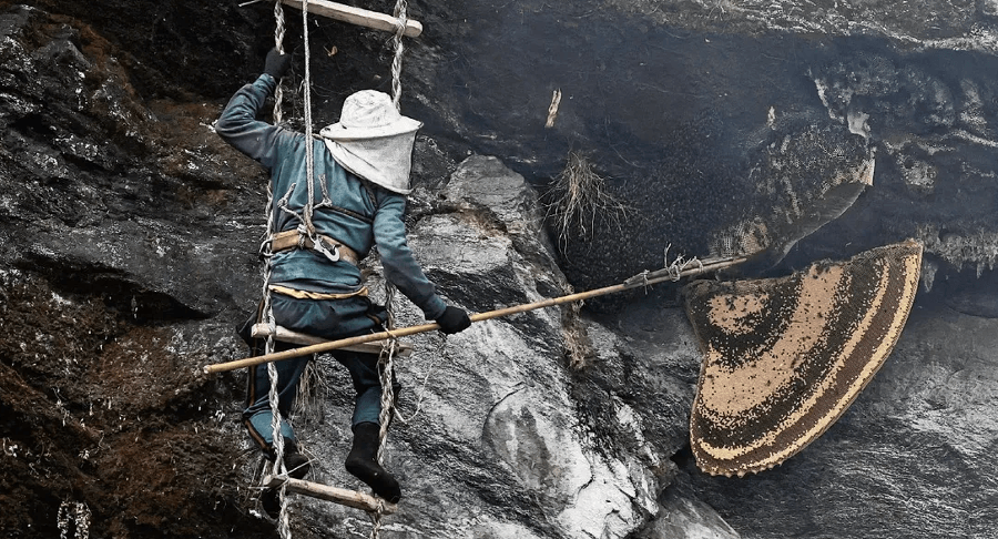 ‘Mad honey’ | Hans