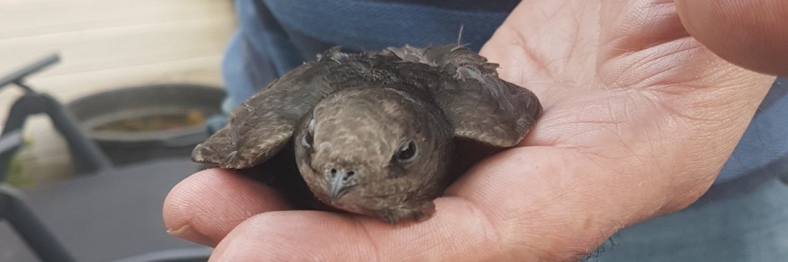 Paniek in de straat  | bijlenie