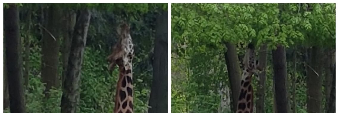 Slimme Giraffe | bijlenie