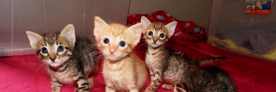 4 bruikbare sponsor ideeën | Prince Fluffy Kareem