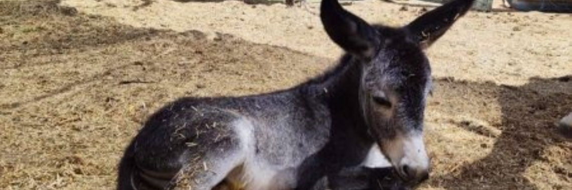 Babydonk named | Prince Fluffy Kareem
