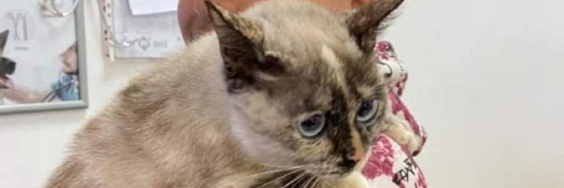 Dogs and cat, time to get fixed | Prince Fluffy Kareem