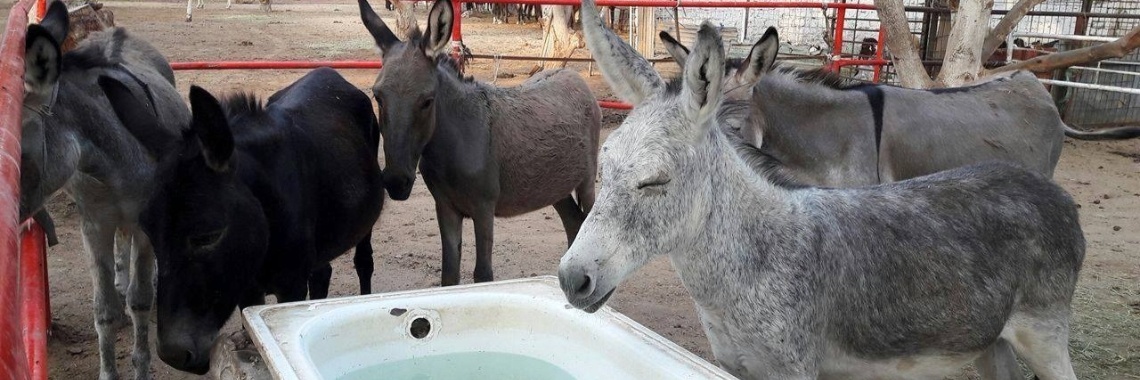 Donkey show time | Prince Fluffy Kareem