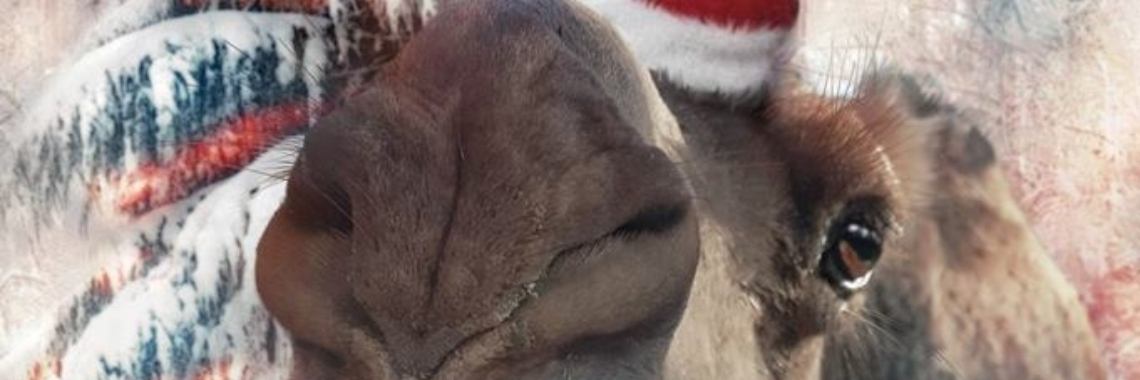 Kamelen humor / Camel update | Prince Fluffy Kareem