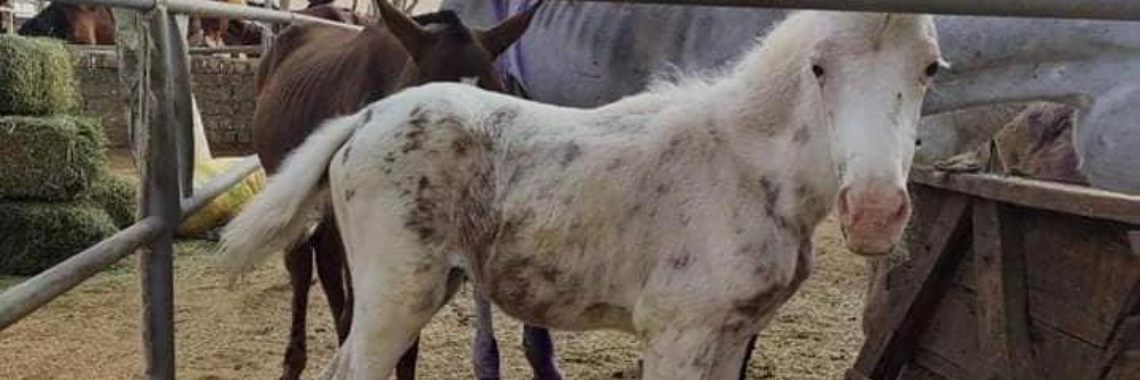 Malak needed an adoption mum | Prince Fluffy Kareem