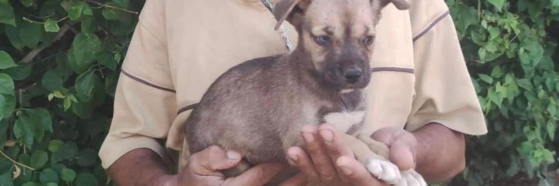 Puppy Deva | Prince Fluffy Kareem