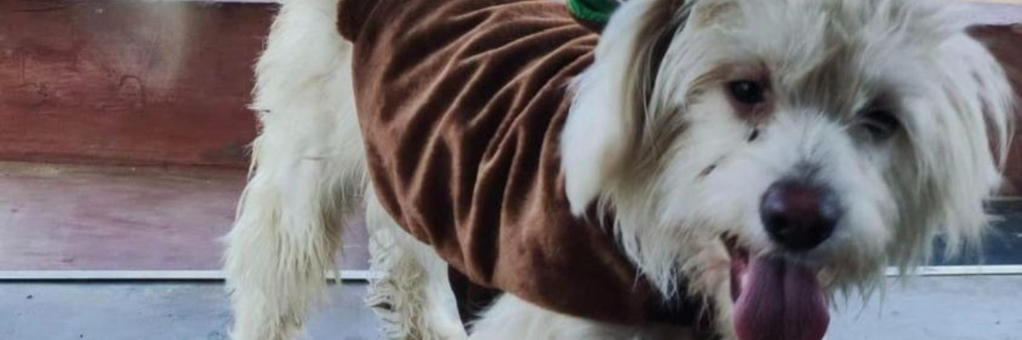 Day 3 christmas countdown | Prince Fluffy Kareem